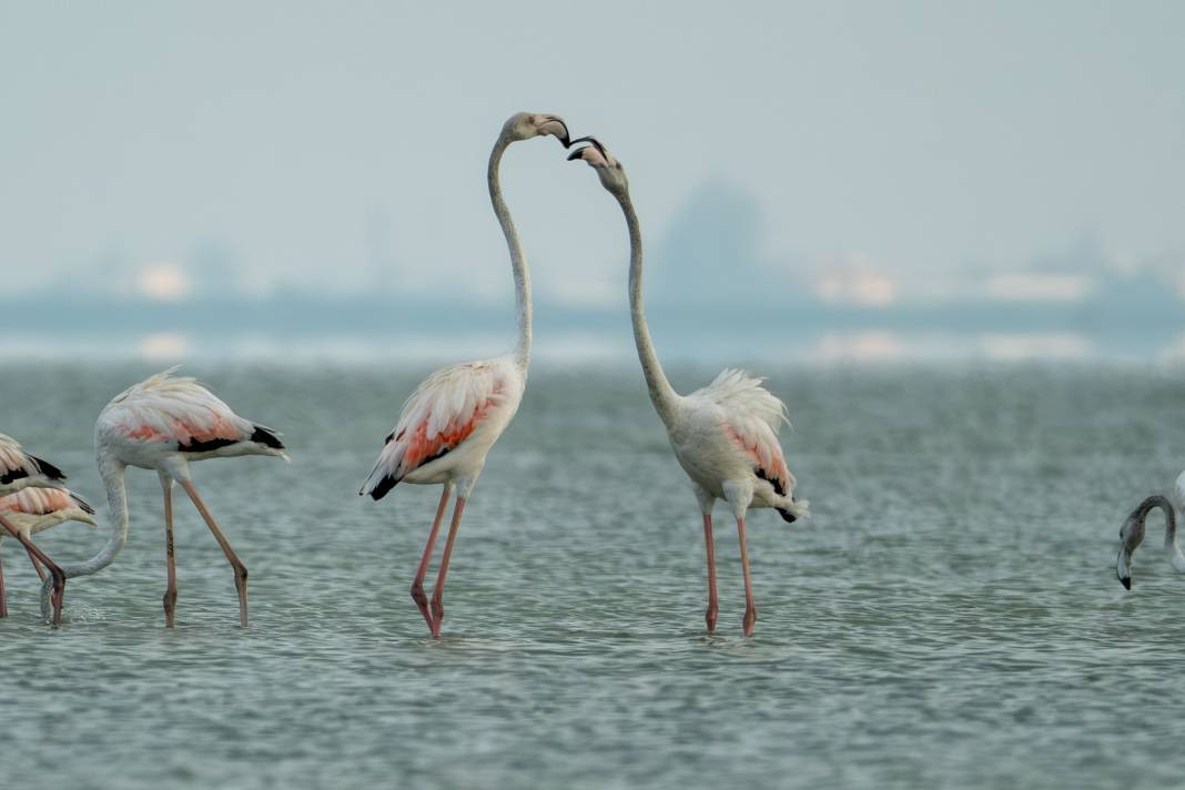 Akyatan’da Flamingo şöleni: Göç molası! - Resim: 20